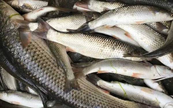 乌鱼子是海鱼还是淡水鱼?