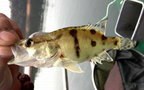 鳜鱼最大能长多大?