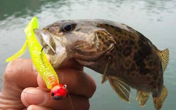 鳜鱼的刺有毒吗?