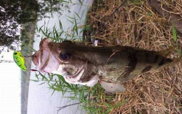 桃花流水鳜鱼肥是哪首古诗?