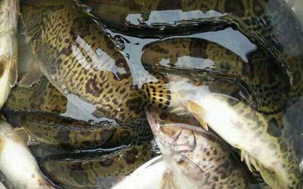 鳜鱼为什么叫桂鱼?