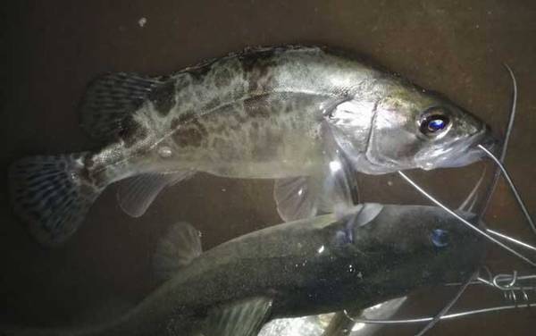 鳜鱼为什么叫桂鱼?