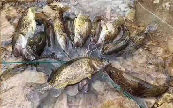 鳜鱼为什么叫桂鱼?