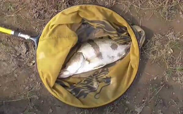 鳜鱼和桂鱼是同一种鱼吗?