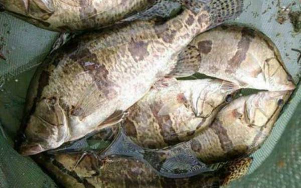 鳜鱼和桂鱼是同一种鱼吗?