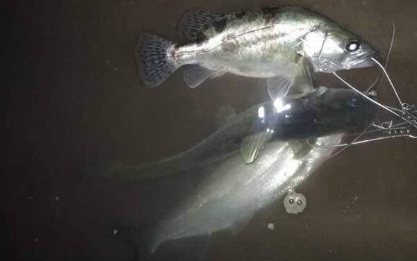 鳜鱼为什么叫季花鱼?