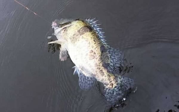 池塘可以养鳜鱼吗?