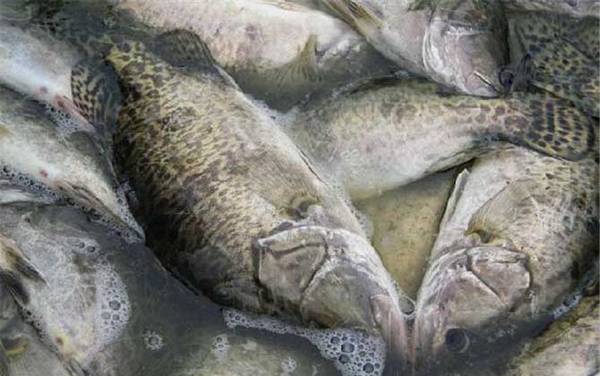 鳜鱼为什么叫季花鱼?