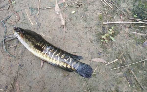 蛇头鱼是入侵物种吗?