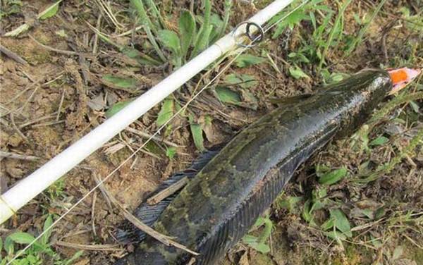 蛇头鱼吃什么食物?