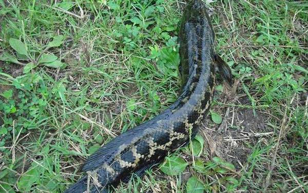 蛇头鱼在中国叫什么鱼?