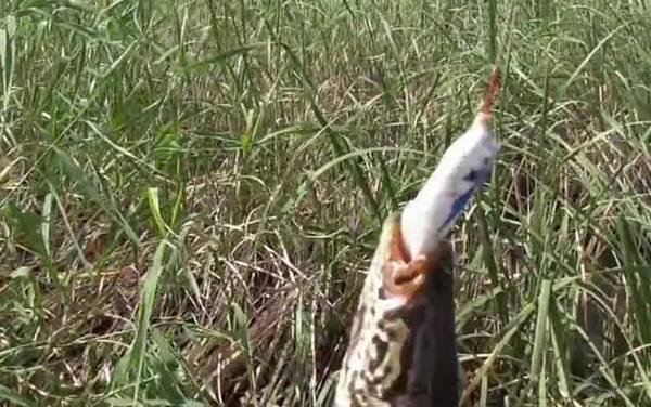 蛇头鱼价格多少钱一斤?