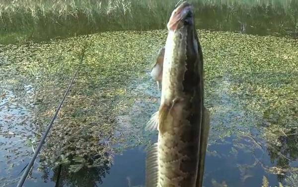 蛇头鱼可以长多大?