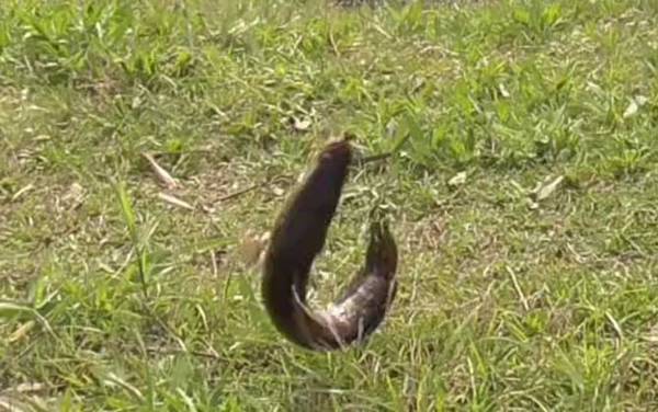 蛇头鱼原产地在哪里?