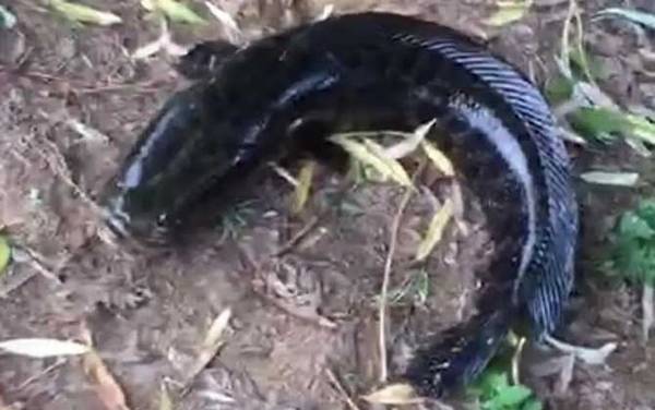 蛇头鱼的天敌是什么?