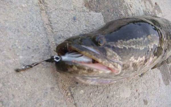 蛇头鱼的天敌是什么?