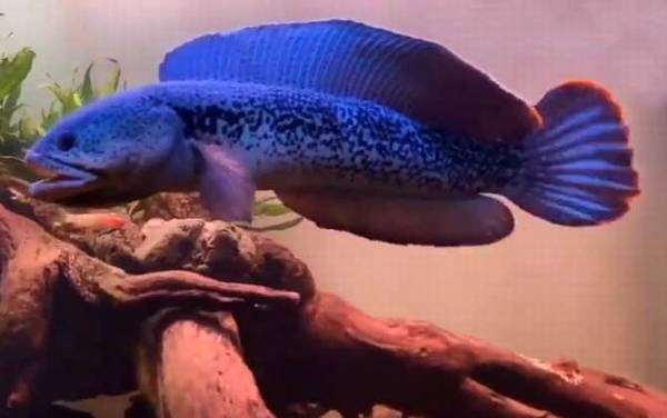 蛇头鱼和雷龙鱼有什么区别?