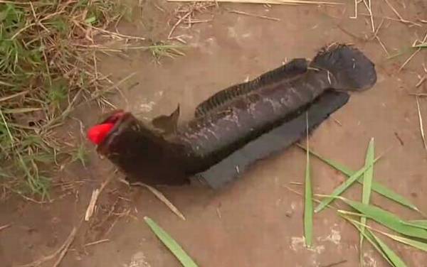 乌鱼为什么说是孝鱼?