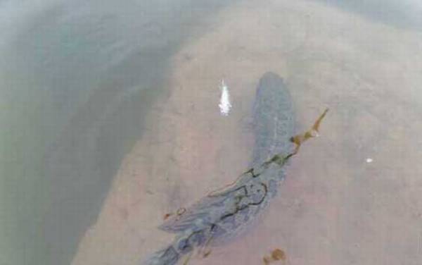 乌鱼和黑鱼一样吗?