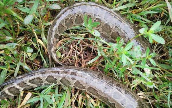 怎样判断河里有没有黑鱼?