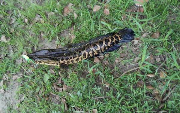 怎样判断河里有没有黑鱼?