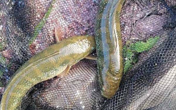 七星鱼又叫什么鱼?