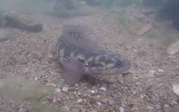 养殖七星鱼有销路吗?