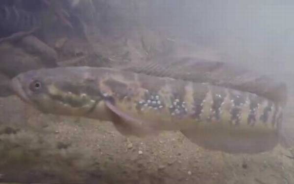 养殖七星鱼有销路吗?