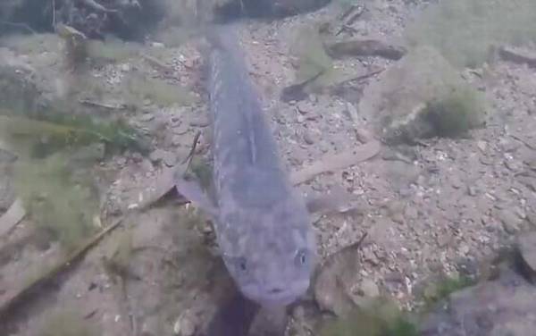 养殖七星鱼有销路吗?