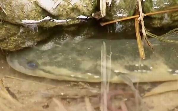 养殖七星鱼有销路吗?