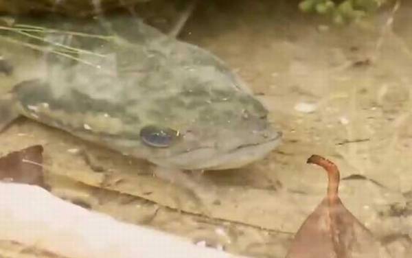 七星鱼属于国家保护动物吗?