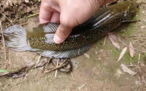 七星鱼最大能长多大?