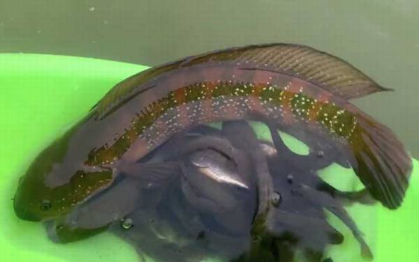 七星鱼可以吃吗?