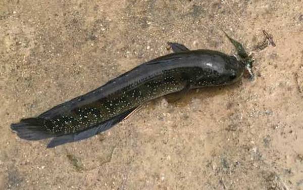 七星鱼寿命最长能活多久?