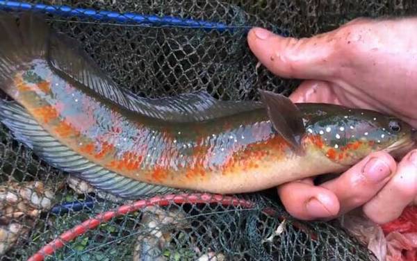 七星鱼寿命最长能活多久?