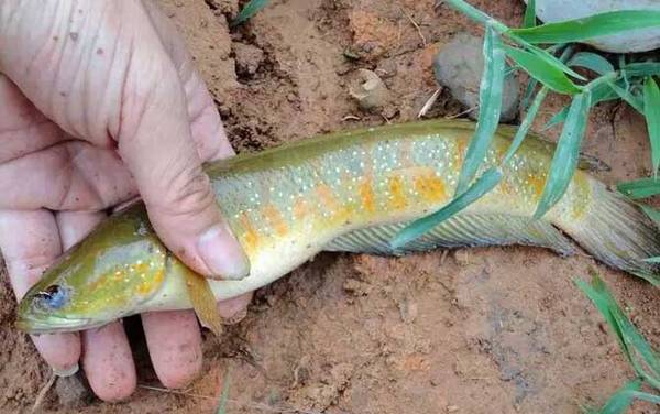 为什么没人养七星鱼?