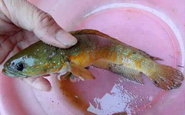 为什么没人养七星鱼?