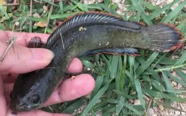 为什么没人养七星鱼?