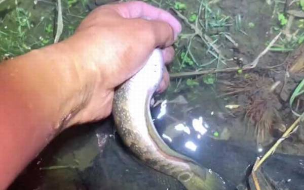 七星鱼适合在家养吗?