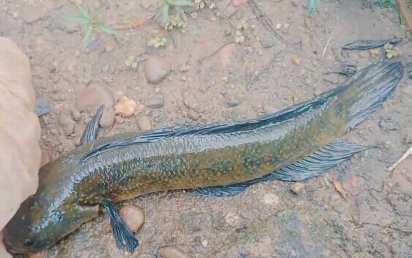 七星鱼养殖条件和技术