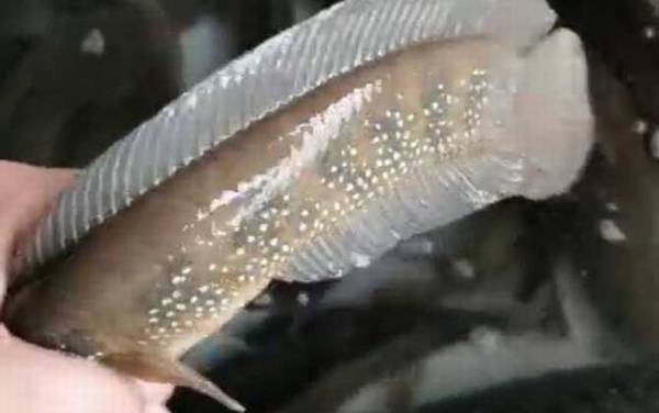 吃野生七星鱼犯法吗?