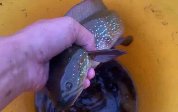 吃野生七星鱼犯法吗?