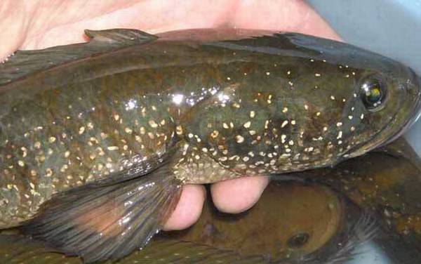 七星鱼是黑鱼吗?