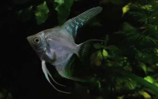 七星鱼可以和什么鱼一起养?