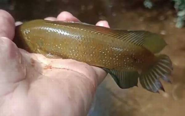 七星鱼什么部位不能吃?