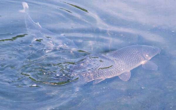 草鱼吃什么食物?