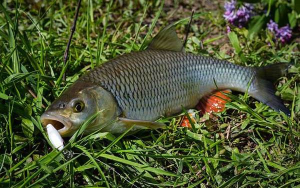 草鱼吃什么食物?