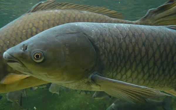 草鱼吃什么食物?