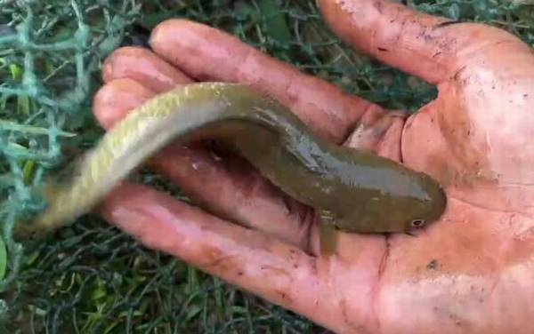 七星鱼为什么不能吃?