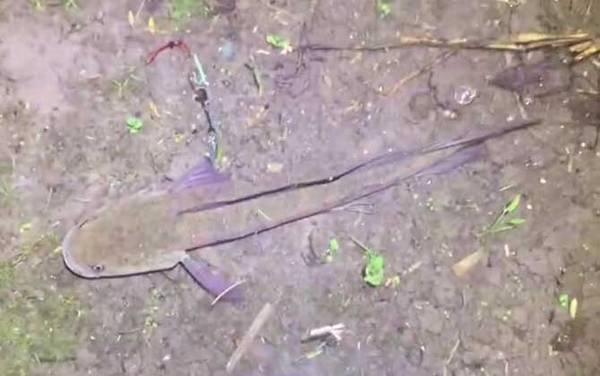 七星鱼为什么不能吃?